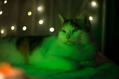 2088